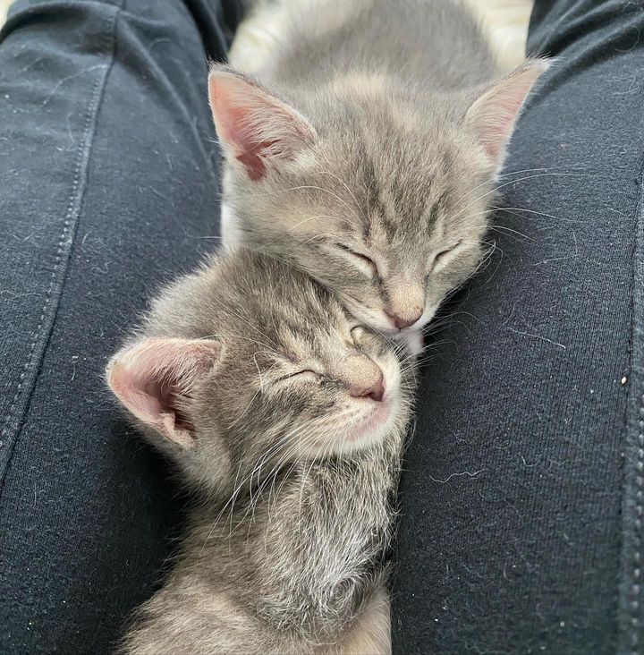 sleepy lap kittens